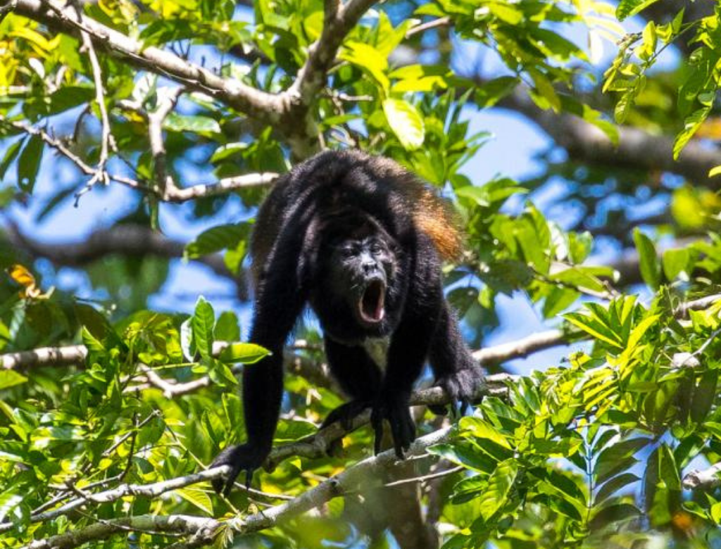 Howler monkey in the trees near Santa Teresa during Costa Rica’s green season.