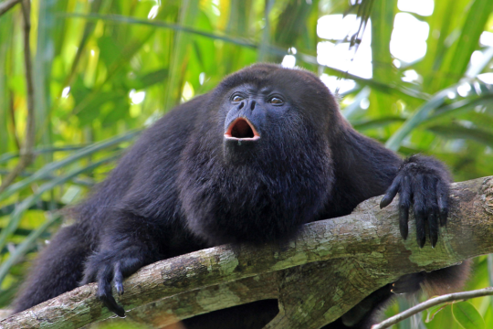 Costa Rica’s Green Season Wildlife Guide: What’s Active and Where to See It