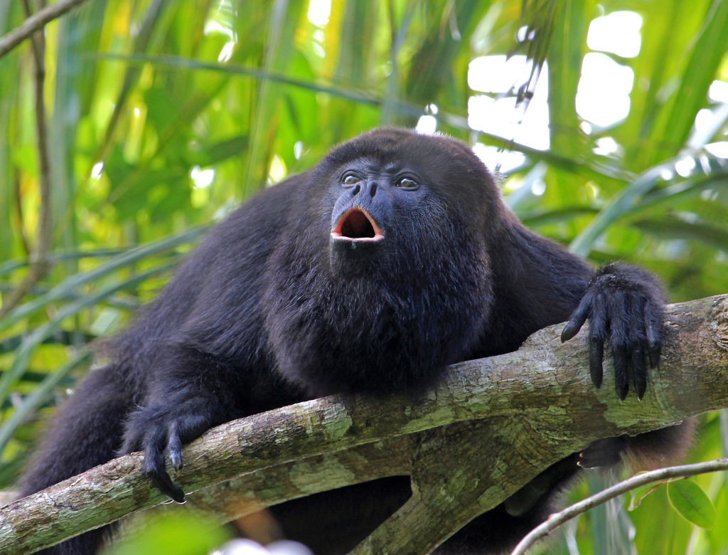 Costa Rica's Green Season Wildlife Guide: What's Active and Where to See It